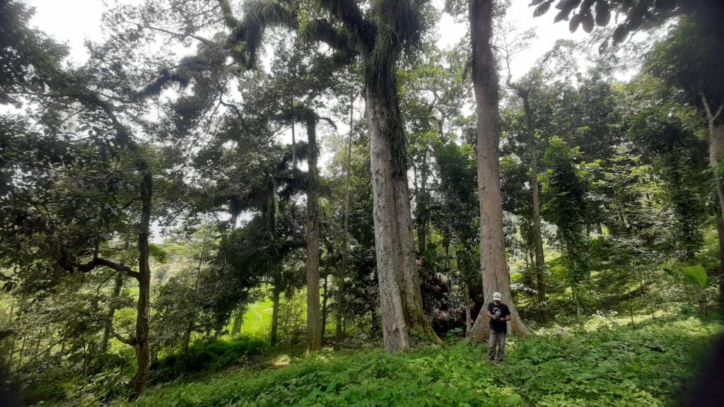 Dua pohon durian bitingan jenis tumbu yang berukuran besar dan usianya ratusan tahun