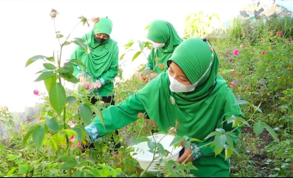 Para siswa SMPN 3 Lasem tengah memetik bunga mawar di area sekolah