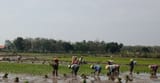 Petani Rembang Optimalkan MT3 di Tengah Kemarau