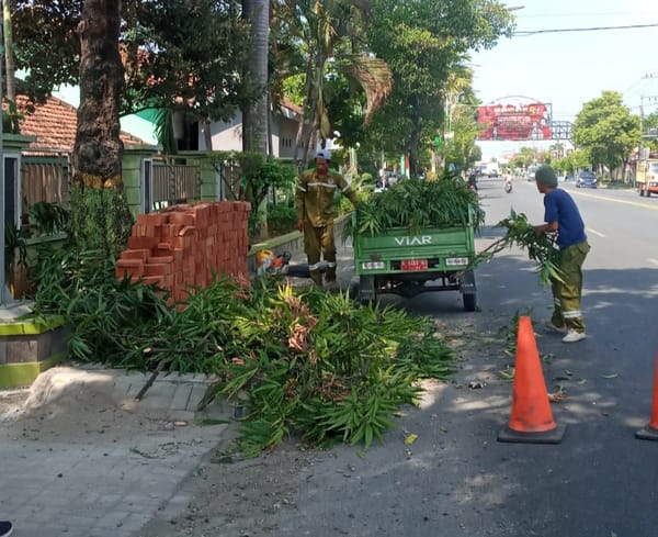 Antisipasi Pohon Tumbang, Pemkab Rembang Mulai Pangkas Pohon Pinggir Jalan