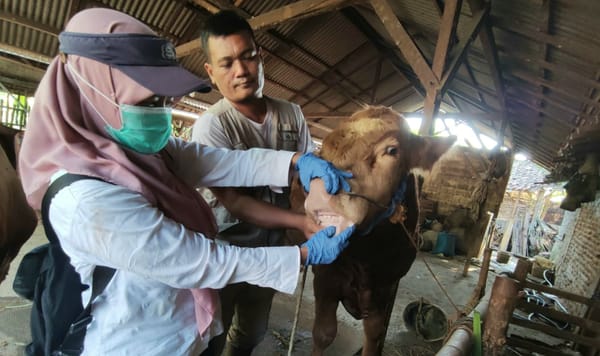 Ribuan Hewan Ternak Jalani Pemeriksaan Kesehatan Jelang Idul Adha