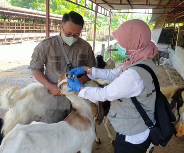 Jumlah Hewan Kurban di Rembang Naik pada 2024