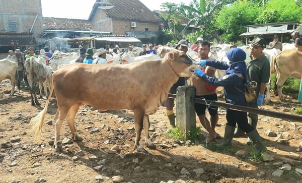 250 Dosis Vaksin Tersedia untuk Atasi PMK, Dintanpan Rembang Tunggu Instruksi Soal Biaya Operasional