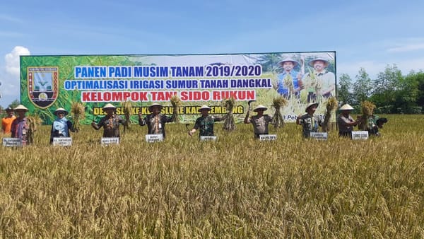 Petani Desa Sluke Panen Raya, Untungnya Rp.22 Juta/ ha
