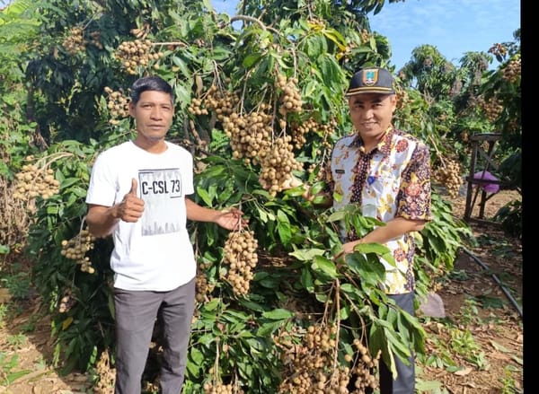 Berawal dari Ayam , Abdul Rohmad Sukses Budidaya Kelengkeng