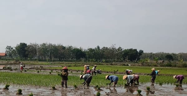 Petani Rembang Optimalkan MT3 di Tengah Kemarau